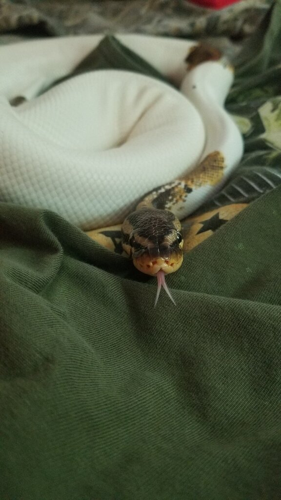 Normal pied or pastel pied? - Ball Pythons - MorphMarket Reptile Community