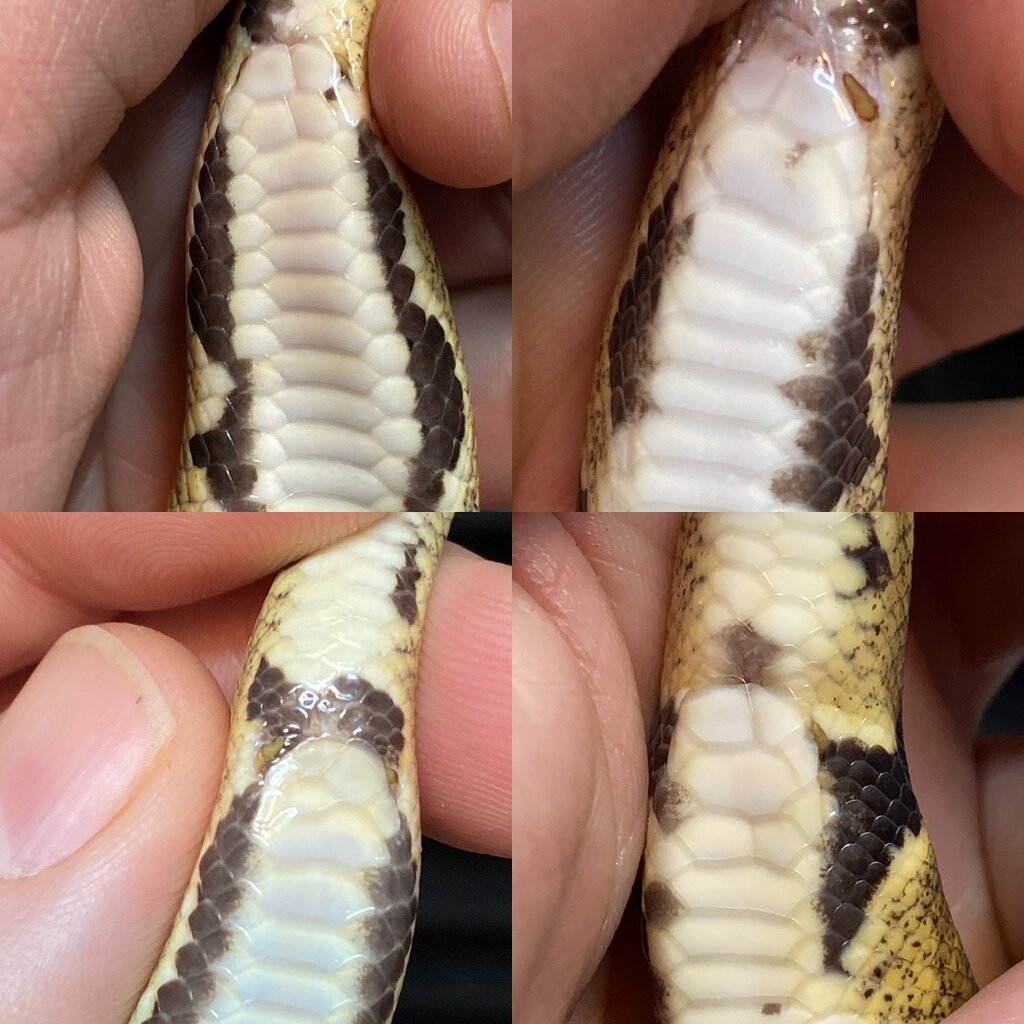 Split scale question? - Ball Pythons - MorphMarket Reptile Community