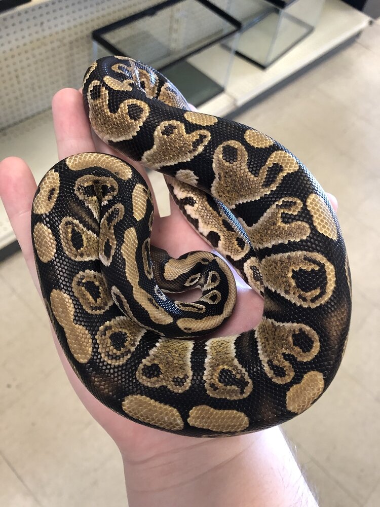 Morph Identification Ball Pythons Morphmarket Reptile Community 6020