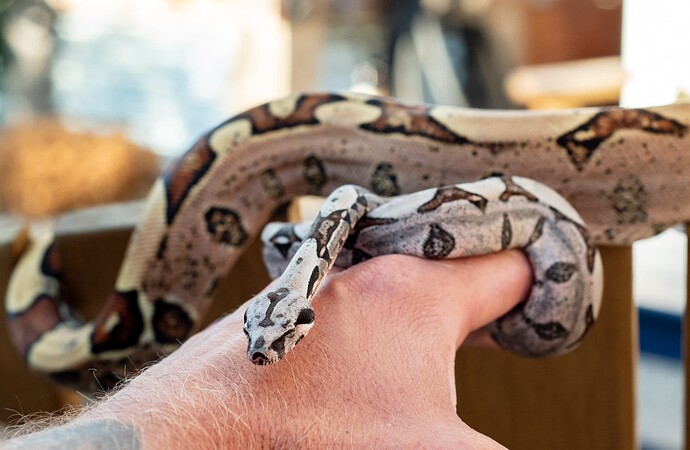 DudexSpoonman Genetic Backdrop