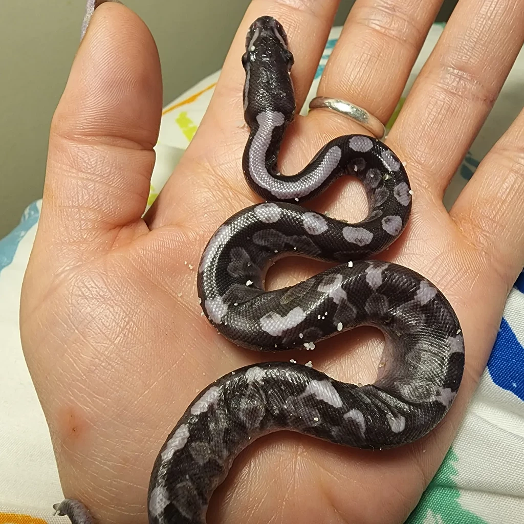 My first ever hatchlings! - Ball Pythons - MorphMarket Reptile Community