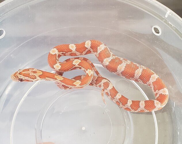 orange baby corn snake with lump in belly
