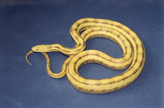 Hypo greenish rat snake