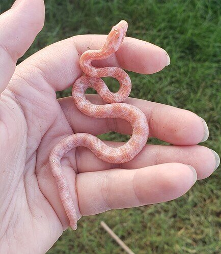 pale orange and white baby corn snake