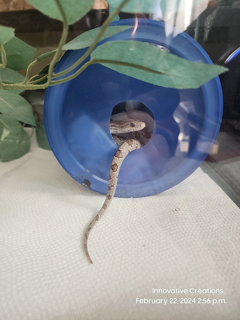 Snake Breeders Nutritional Support Reference: New Corn Snake Breeder Please Follow Corn Snakes