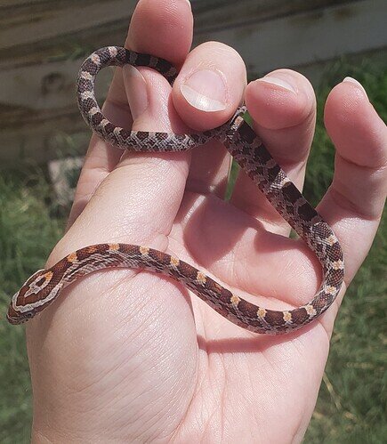 orange and brown baby corn snake on hand