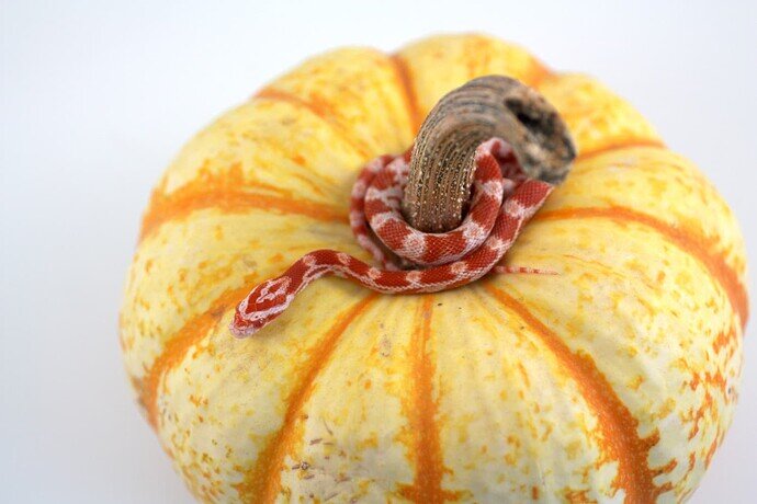 red baby corn snake on pumpkin
