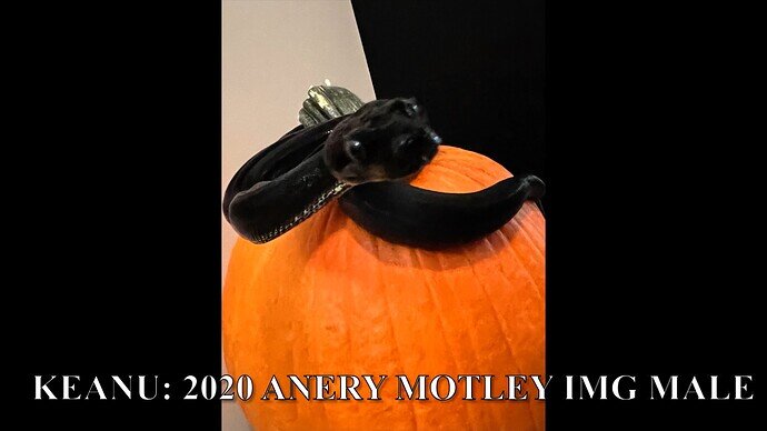 Keanu Halloween 2022 Movie Thumbnail