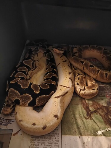 17698880265753339562753564027298