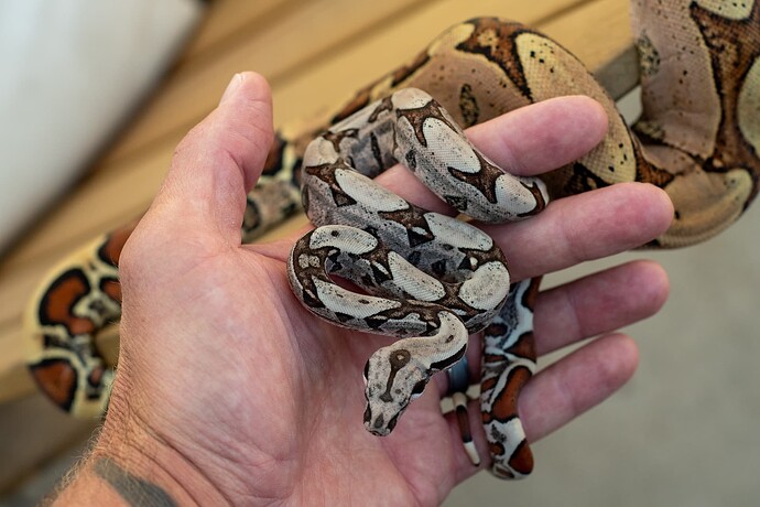 DudexSpoonman jeans baby