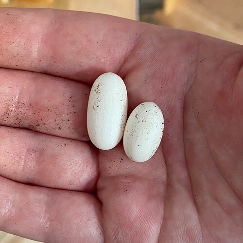 BigEggSmallEgg