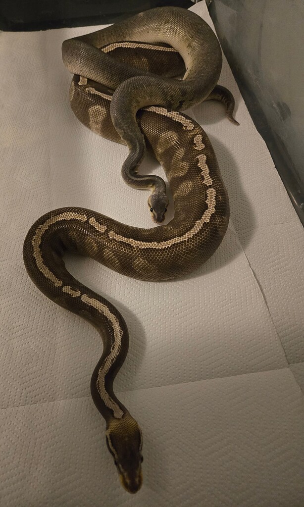 Currylow Python Reproduction 2026 Breeding Plans? - Ball Pythons - MorphMarket Reptile Community