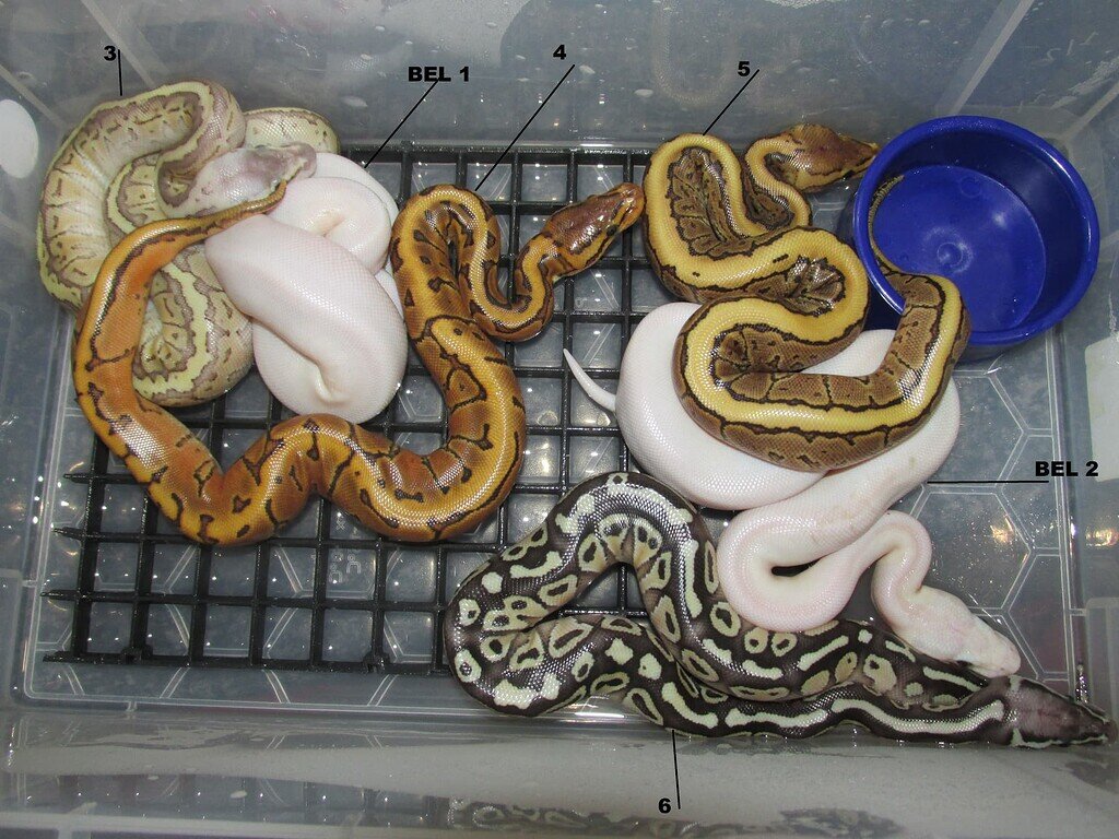 Help identifying a very confusing big mix of morphs- 64 possibilities ...