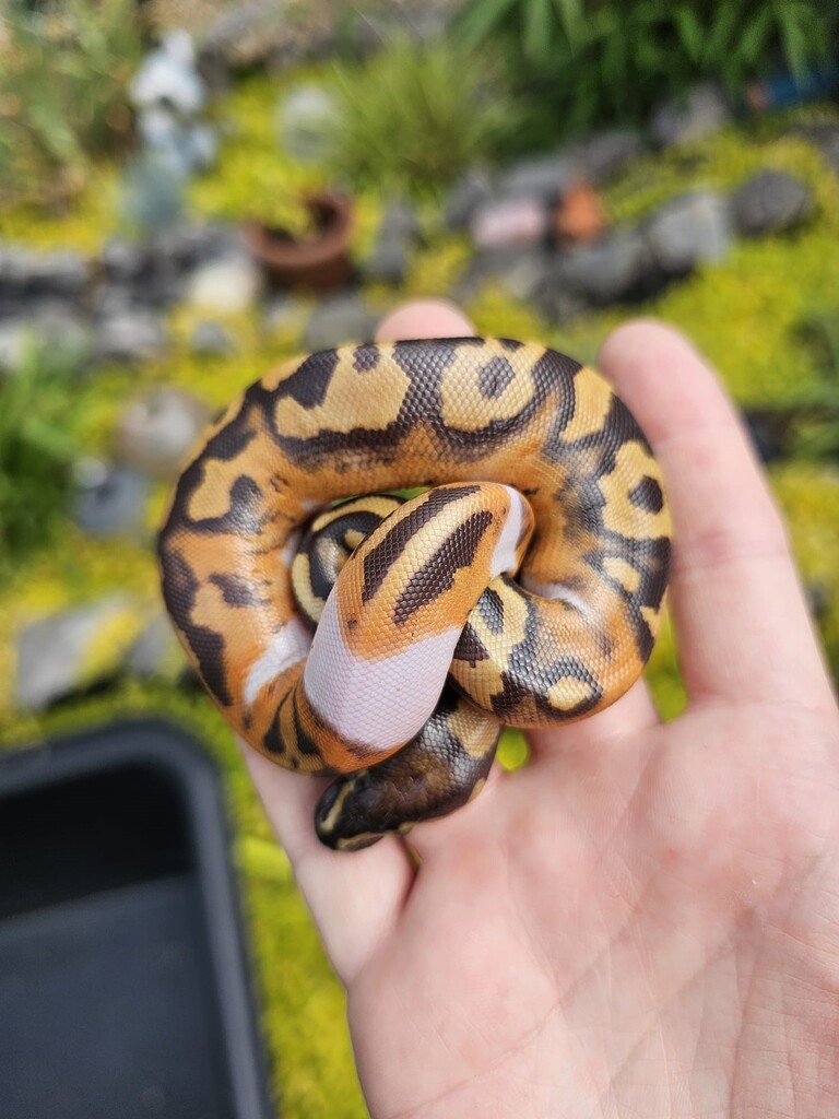 Dark Matter Project. Dark Matter Pied - Ball Pythons - MorphMarket ...