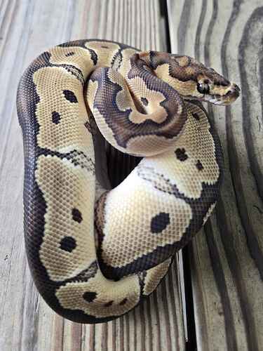 20260720_184107