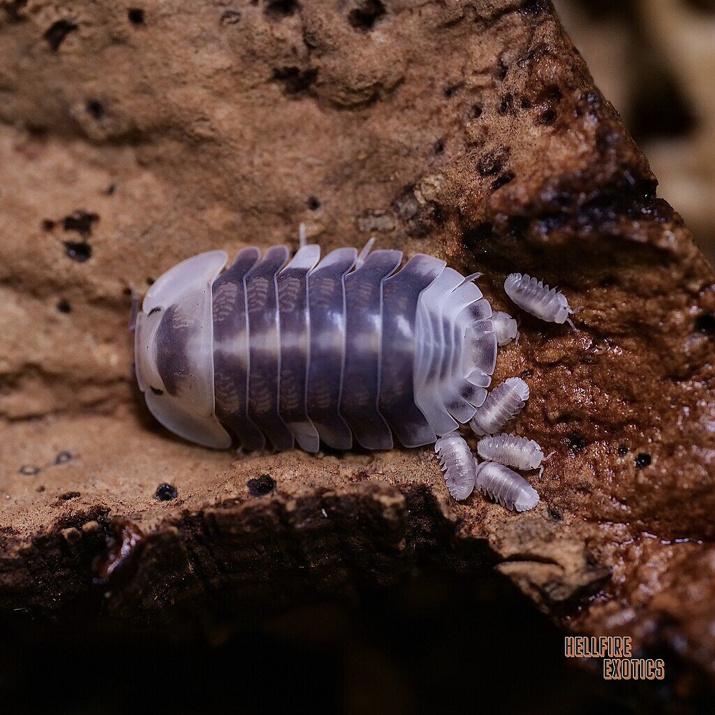 Isopods are such good Moms 😁 Isopods MorphMarket Reptile Community