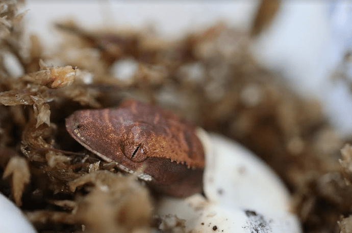 Screenshot 2022-07-26 6.04.55 PM