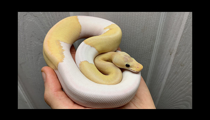 Banana Champagne het pied by harrytb