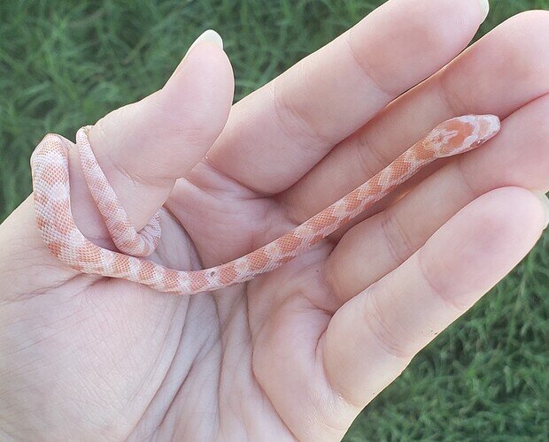 pale orange baby corn snake in hand