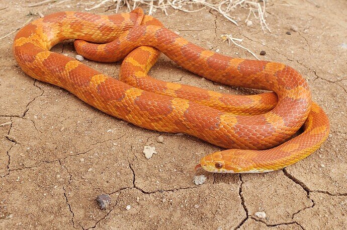 orange and red corn snake on dirt