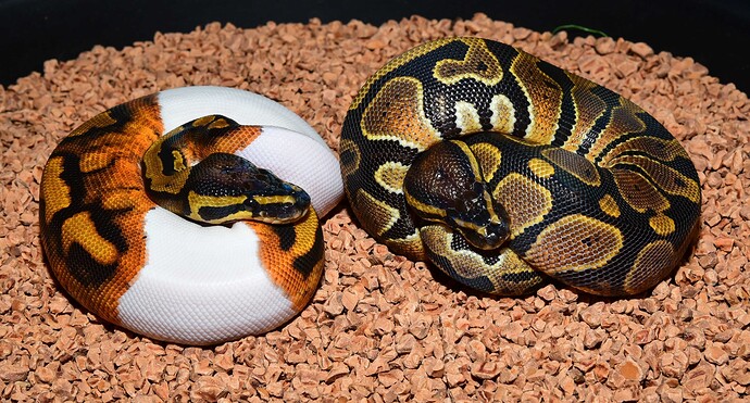 HOG & HOG Pied