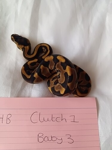 Baby 3
