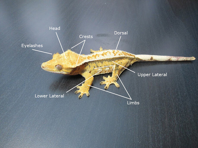 Crested Gecko Morph Guide