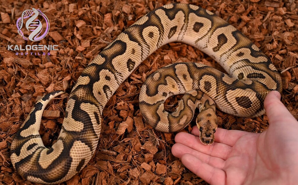 She getting large! 🫨 - Ball Pythons - MorphMarket Reptile Community