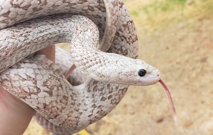pink, gray, and white corn snake with tongue flick