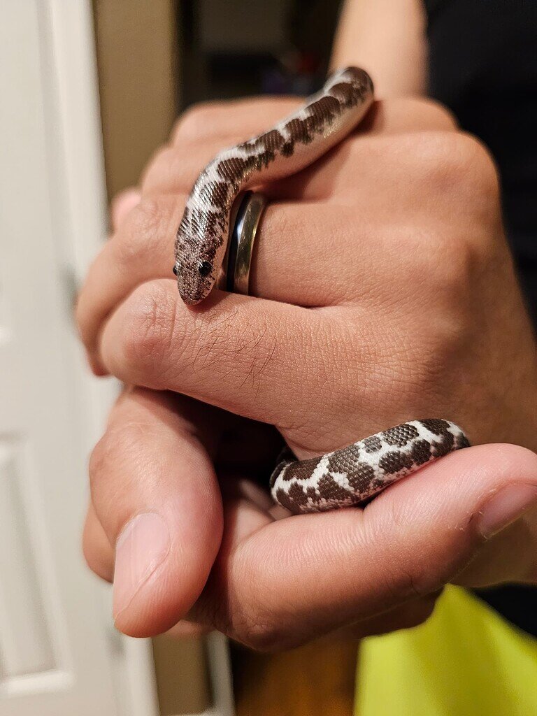 Enclosures for KSB Sand Boas MorphMarket Reptile Community