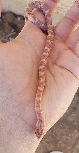 peachy orange baby corn snake in hand