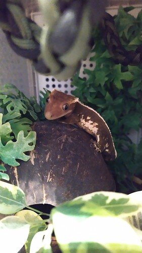 IMG_20220105_202512_2