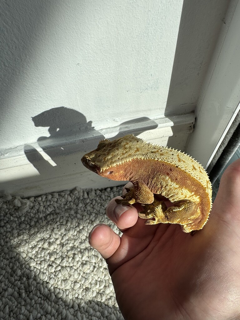 What Morph Is My Crested Gecko Crested Geckos Morphmarket Reptile