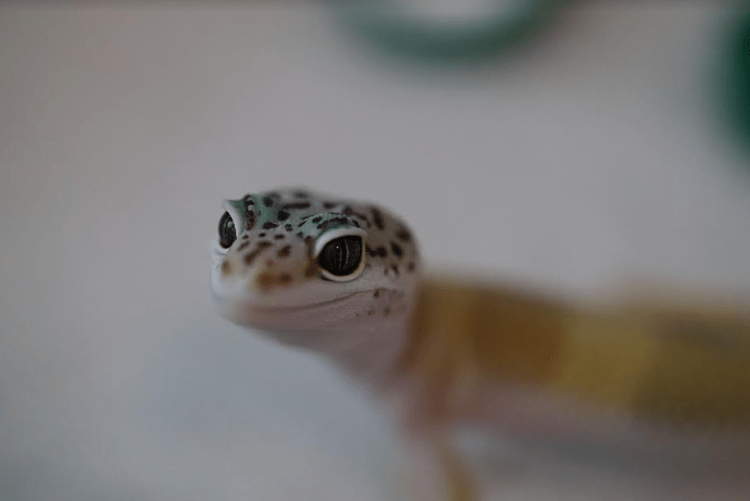 Screenshot 2022-06-03 4.04.06 PM