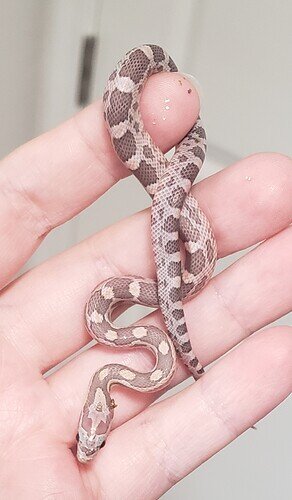 pale peach and lavender baby corn snake on hand