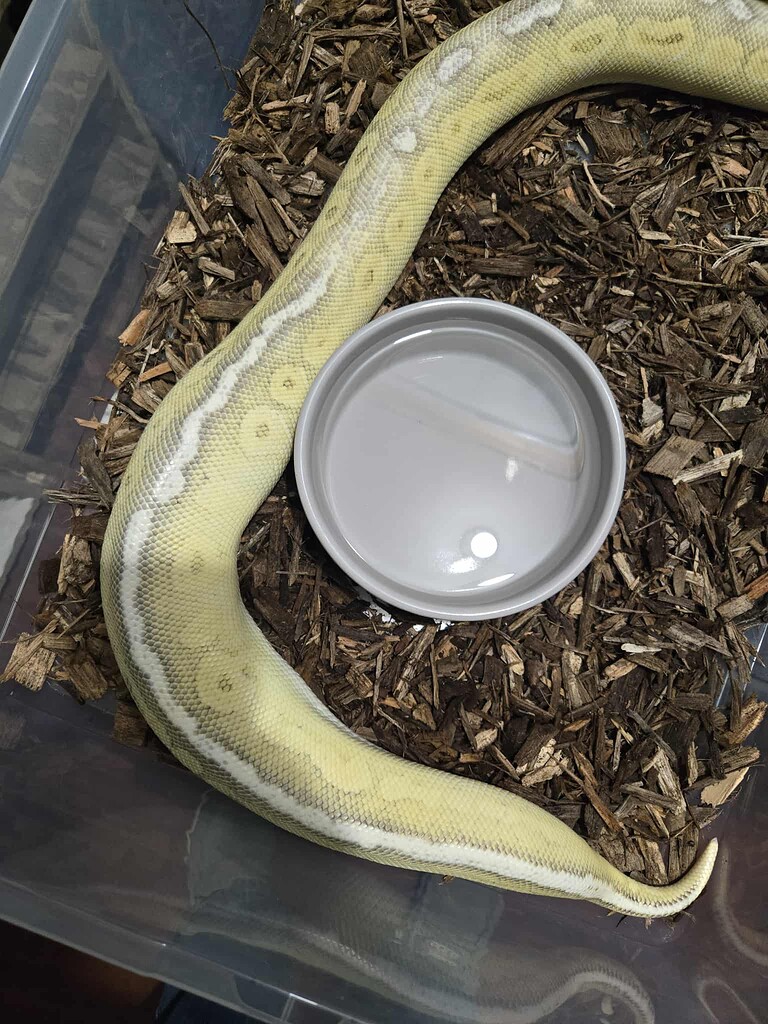 Egg Bound Female - Ball Pythons - MorphMarket Reptile Community