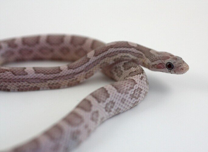 gray baby corn snake with blue eye