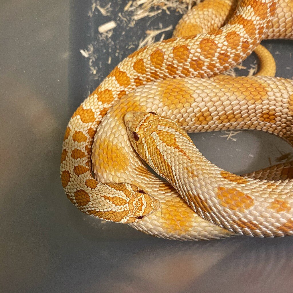 breeding-season-s-just-getting-started-hognose-snakes-morphmarket
