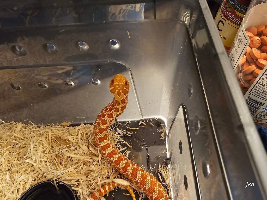Feeding baby Hognose - Hognose Snakes - MorphMarket Reptile Community - Incremental Feeding For Growth In Hognose Snakes