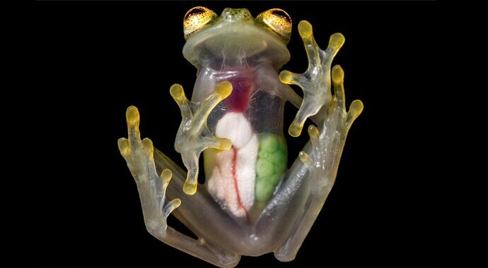see-through-glass-frog-released-Jaime-Culebras-study-co-author-for-Andean-Condor-Foundation