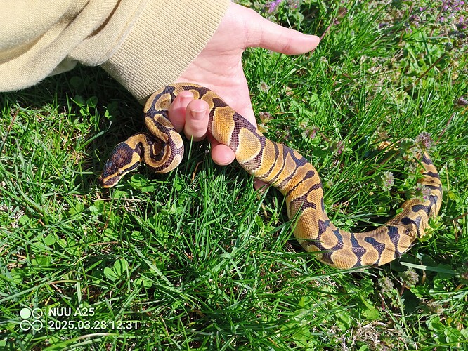 IMG_20250328_123120_579