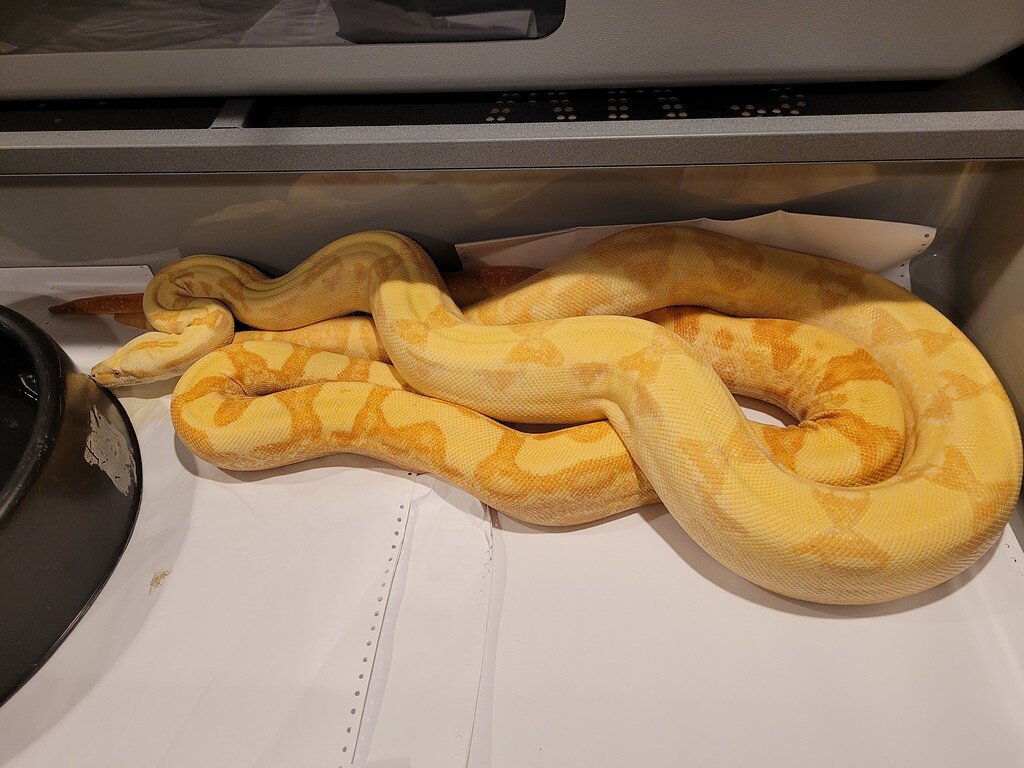 2021 breeding pairs Boa Constrictors MorphMarket Reptile Community