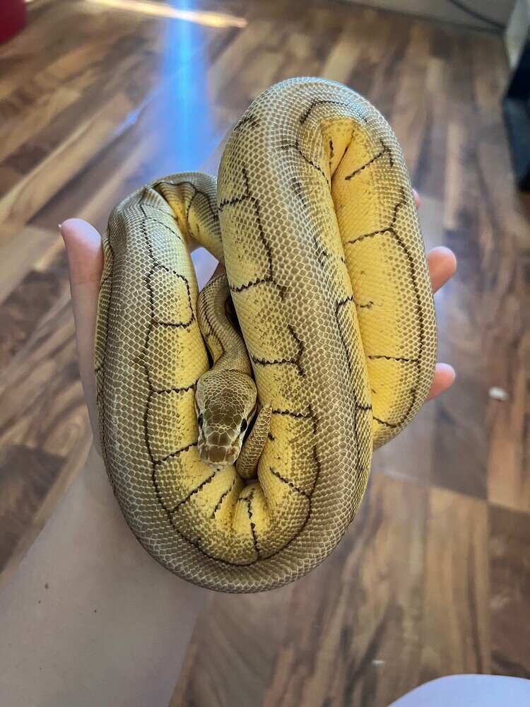 How Early Can Young Female Ball Pythons Breed? Ball Pythons
