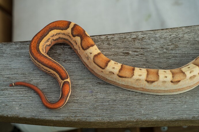 Holdback VPI Harelquin Jungle Motley 3.26-3