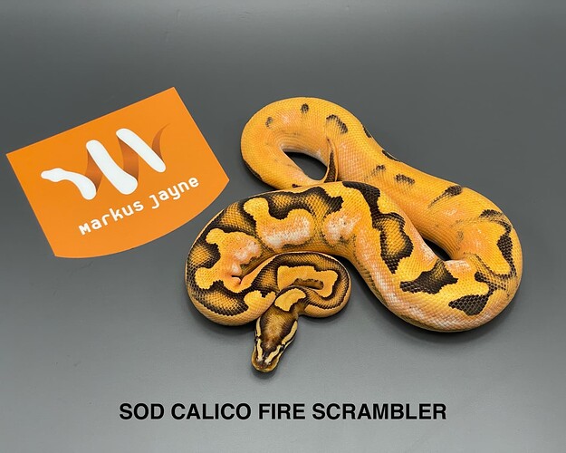 sod calico fire scrambler