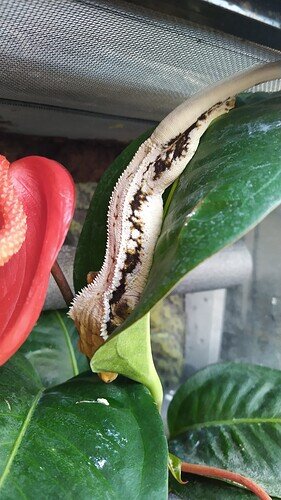 IMG_20220317_080110_1