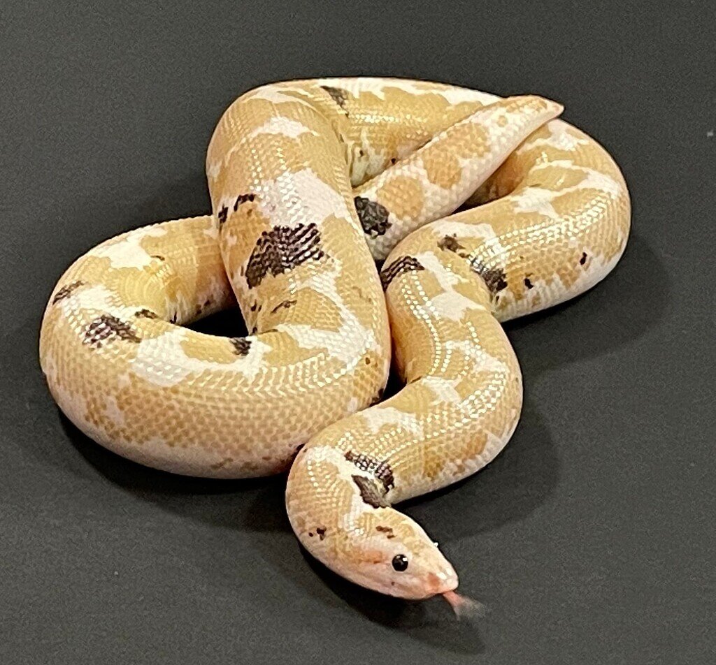 Show Off Your Sand Boas Page 4 Sand Boas MorphMarket Reptile 