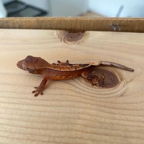 First Arlo x Kanna baby
