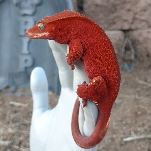 Cherry Bomb - The Most Famous Red Patternless In The World Crested Gecko by Tenny's Crested Geckos