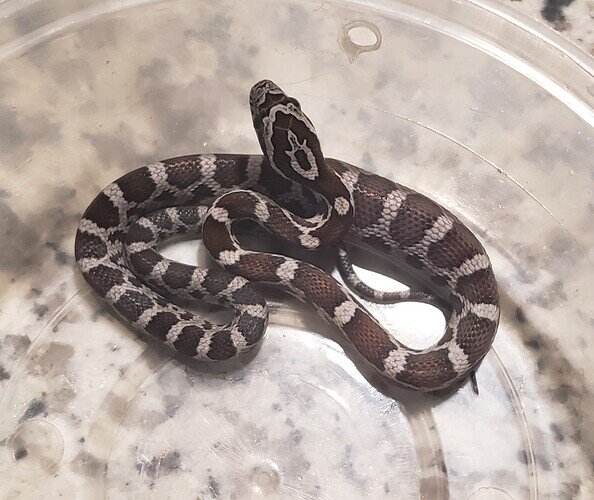 Red and gray baby corn snake with lump in belly